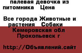 палевая девочка из питомника › Цена ­ 40 000 - Все города Животные и растения » Собаки   . Кемеровская обл.,Прокопьевск г.